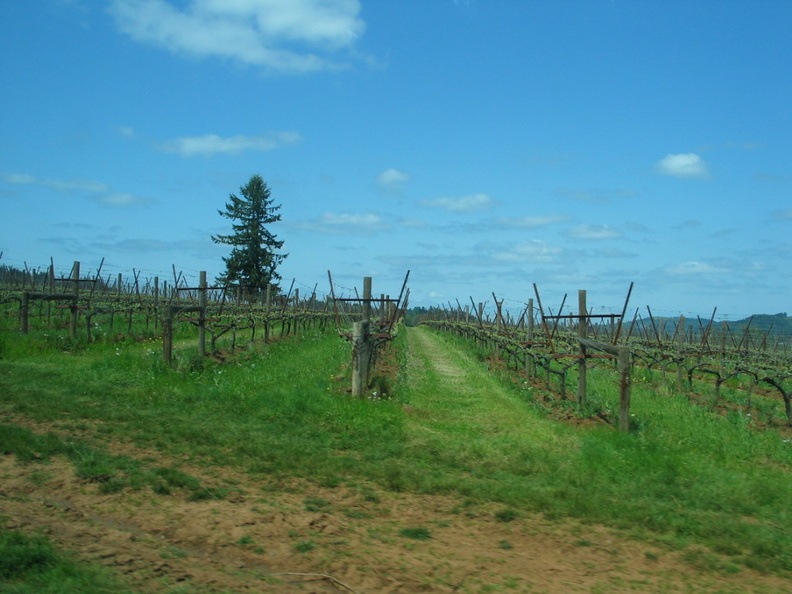 2007 05-Oregon Road to Kings Estate Winery.jpg